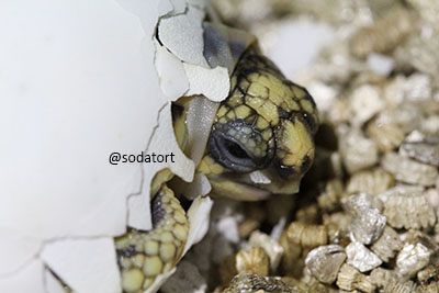 baby indian star tortoise emerging from its egg